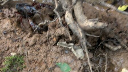 Cassano: Allarme gamberi della Louisiana all’Oasi Boza