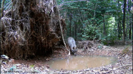 Tradate: Lupo nel Parco Pineta, meraviglia da tutelare