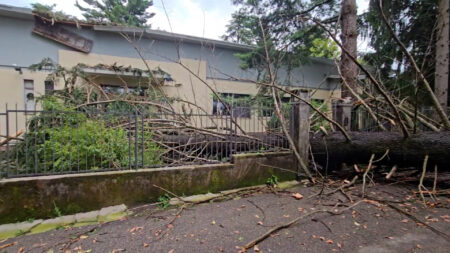 Varese: Albero sul centro d'incontro di San Fermo