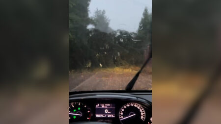 Gazzada: "L'albero mi è crollato davanti agli occhi"