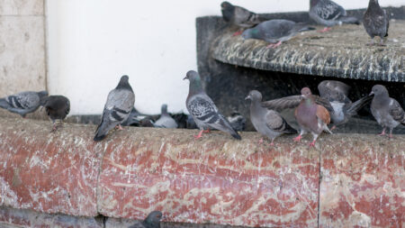 Busto: Piccioni, torna l’invasione al cimitero