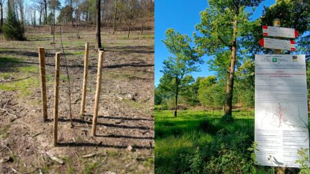 Luvinate: Sentiero 10, la nuova selva castanile prende vita