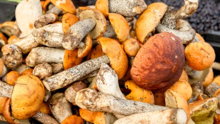 Varese: Attenti ai funghi, ATS li controlla gratuitamente