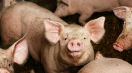 Pavia: Peste suina, indagini sui contagi