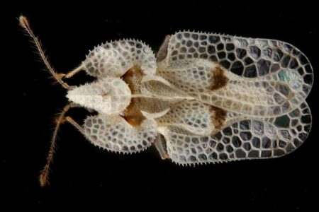 Casstellanza: Insetti, attenzione alla Tingide del platano