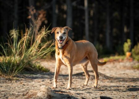 Busto: In arrivo nuova area verde per animali d’affezione