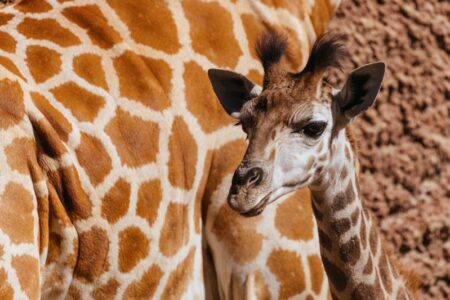 Pombia: Lieto evento al Safari Park,un cucciolo di giraffa