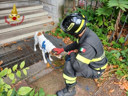 Busto: Cane abbandonato per TSO, salvato dai Vigili