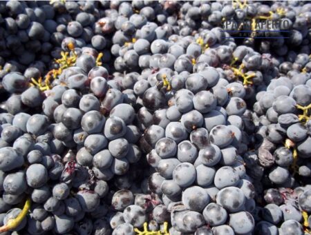 Besnate: Festa dell’uva, pigiatura in piazza