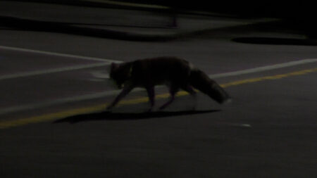 Varese: Una volpe a spasso per il Sacro Monte