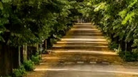 Gallarate: Taglio piante viale dei Tigli, possibili disagi