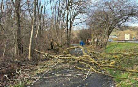 Varese: Albero sulla pista del lago, nessun ferito