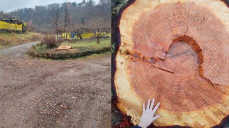 Varese: Difendiamo Selene: “Tagliati alberi preziosi"