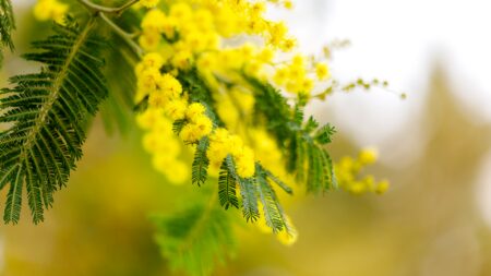 Varese: Festa della donna, tutti gli appuntamenti in città