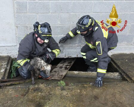 Fagnano: Il cane cade nella fossa, salvato dai pompieri