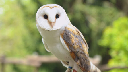 Boarezzo: Il richiamo dei rapaci tra i boschi della Valganna