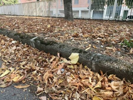 Busto: Tappeto di foglie, in via Azimonti è già autunno