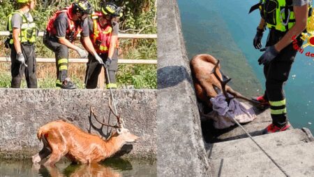 Vizzola T.: Cervo nel canale salvato dai Vigili del Fuoco