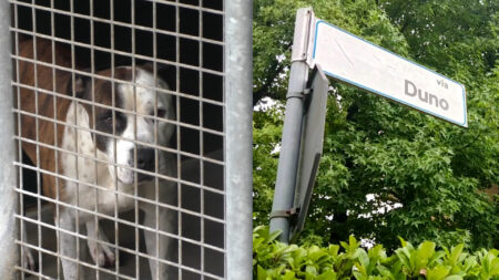 Varese: WWF dice no al canile in località Duni