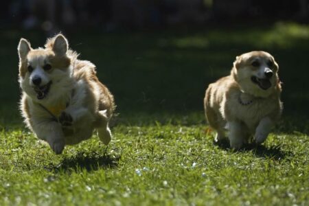 Malnate: Bellezza in movimento, a spasso con gli amici cani