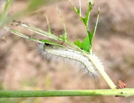 Busto: Comune, “Piante con insetti, non è processionaria”