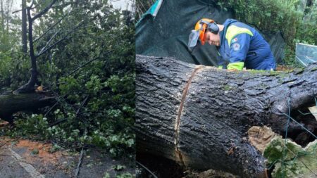 Cassano: Tragedia sfiorata, crolla tiglio in via Sant’anna