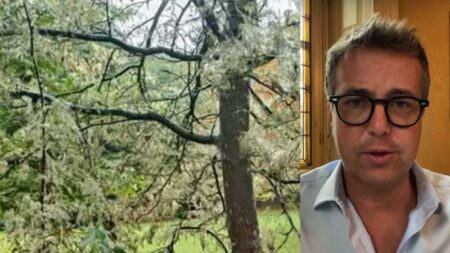 Gallarate: Piante invase da “bruchi”, il Comune interviene