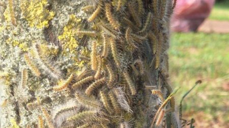 Cassano: Emergenza Ifantria cunea nei parchi