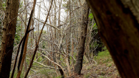 Luvinate: Campo dei Fiori, partita la grande rigenerazione