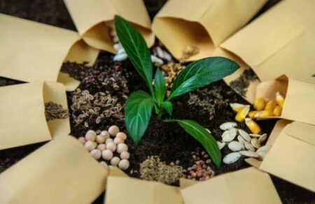 Busto: Laudato Sì, “Spargiamo semi di pace e speranza”