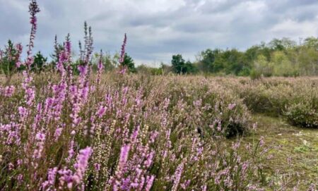Busto: Brughiera, bellezza selvaggia da (ri)scoprire