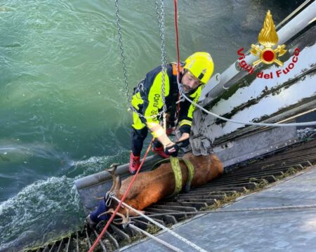Vizzola T.: Cervo nel canale, soccorso e medicato