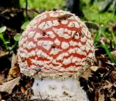 Busto: Pam, funghi senza segreti alla Cascinetta