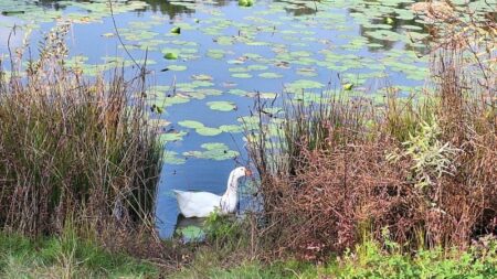 Cassano: Oca abbandonata alla Boza, Legambiente “E’ reato!”