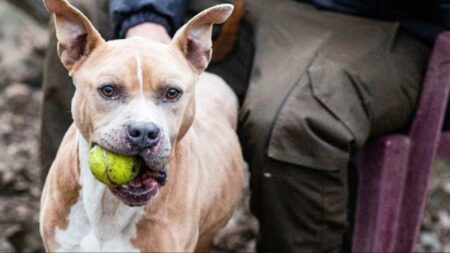 Gallarate: Il “pericoloso” Pitbull, oltre i pregiudizi