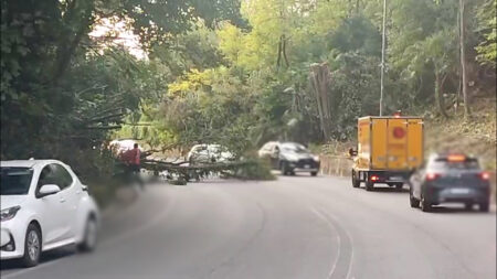 Varese: Albero crolla su viale Europa, nessun ferito