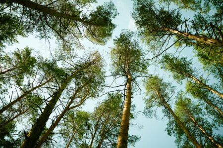 Varese: Festa degli alberi, arrivano 200 piantumazioni