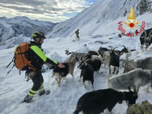 Como: Recuperate in alta montagna 37 capre disperse