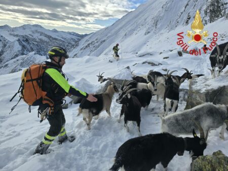 Como: Recuperate in alta montagna 37 capre disperse