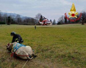 Masciago P.: Mucca in pericolo salvata da un elicottero