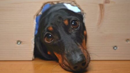 Cavaria: Incubo da botti, l'esperto "Non lasciateli soli"