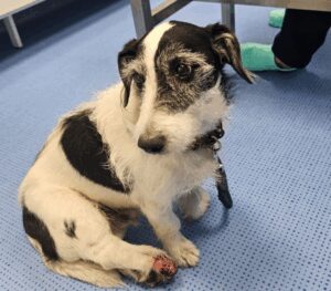 Varese: Cagnolino maltrattato, ferito ma salvo