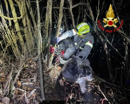 Cunardo: Cane disperso salvato dai Vigili del Fuoco