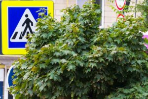 Busto: Via Martiri di Belfiore off-limits per potatura