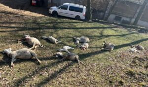 Varese: Strage di pecore e agnelli in un allevamento