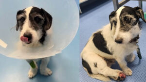 Varese: Milo sta meglio. E adesso cerca casa