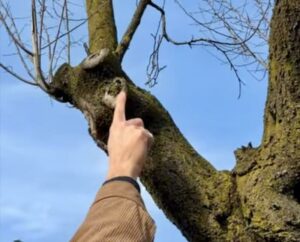 Busto: Legambiente punta l’indice contro la capitozzatura