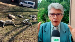 Varese: Strage di pecore, l'esperto: "Indagini in corso"