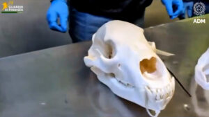 Malpensa: Testa di orso sequestrata nella Cargo City