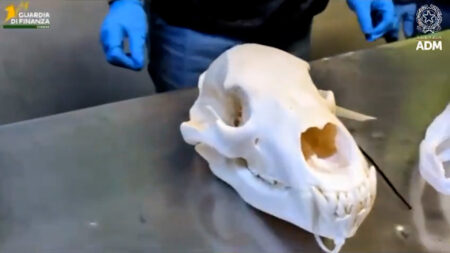 Malpensa: Testa di orso sequestrata nella Cargo City